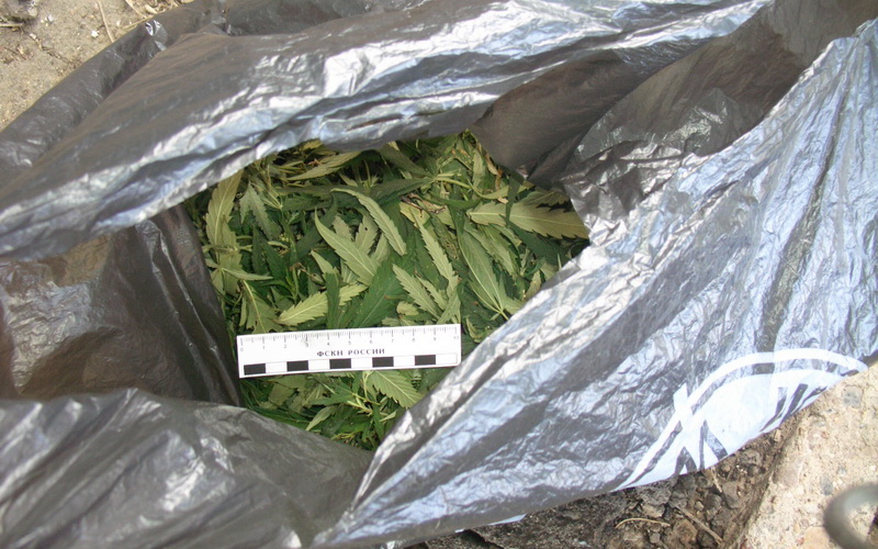 4 кг марихуаны по области изъяли сотрудники наркоконтроля